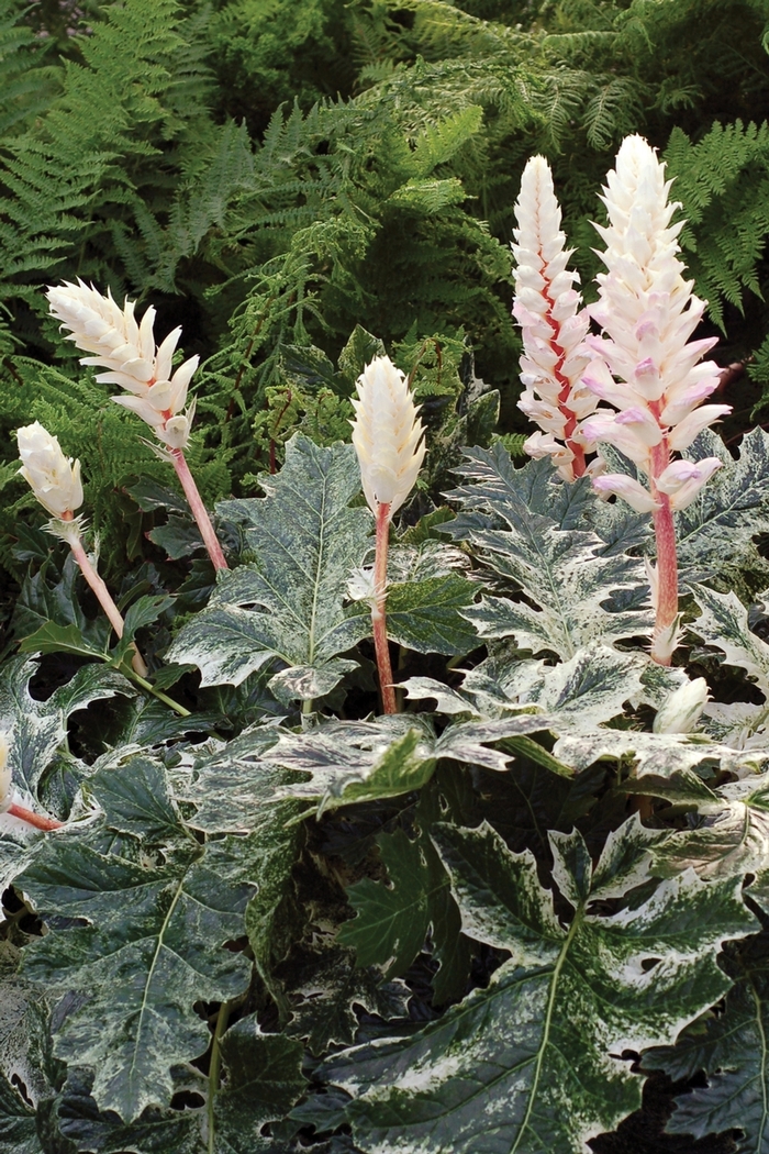 'Whitewater' Bear's Breeches - Acanthus from Paradise Acres Garden Center