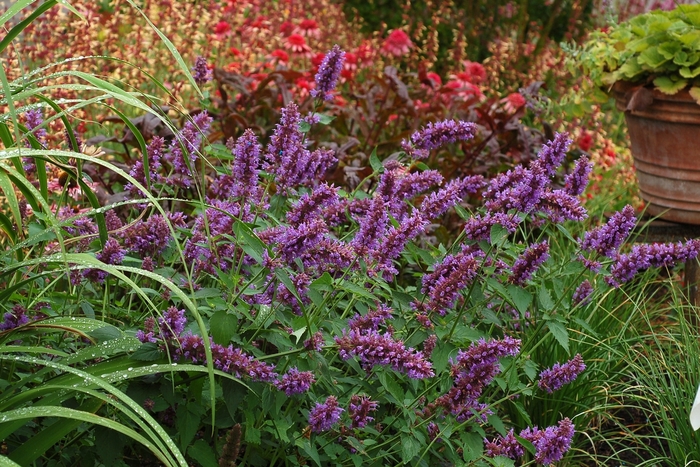 'Blue Boa' Hummingbird Mint - Agastache from Paradise Acres Garden Center