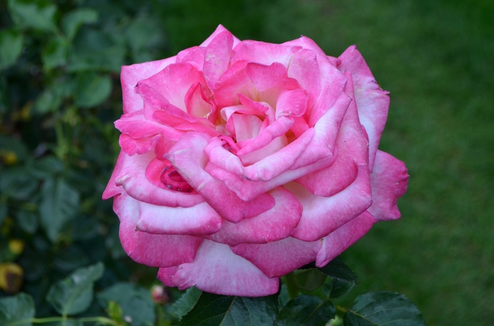 'California Dreamin'&trade;' Hybrid Tea Rose - Rosa from Paradise Acres Garden Center
