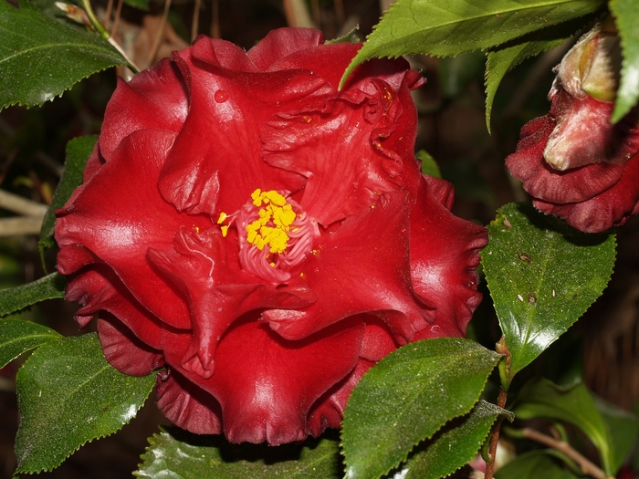 'Black Magic' - Camellia japonica from Paradise Acres Garden Center