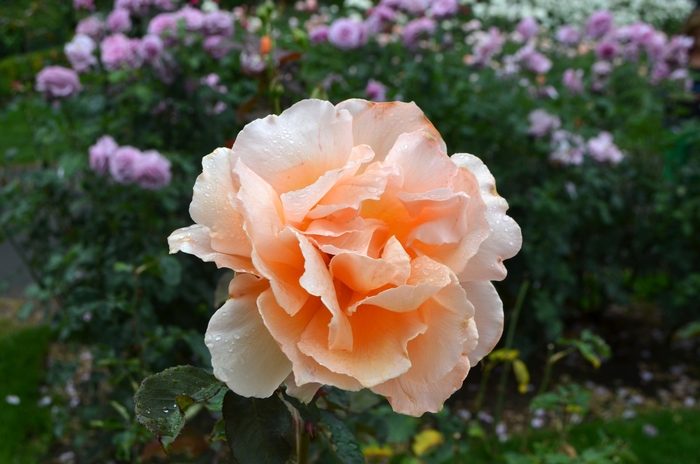 'Just Joey' Hybrid Tea Rose - Rosa from Paradise Acres Garden Center