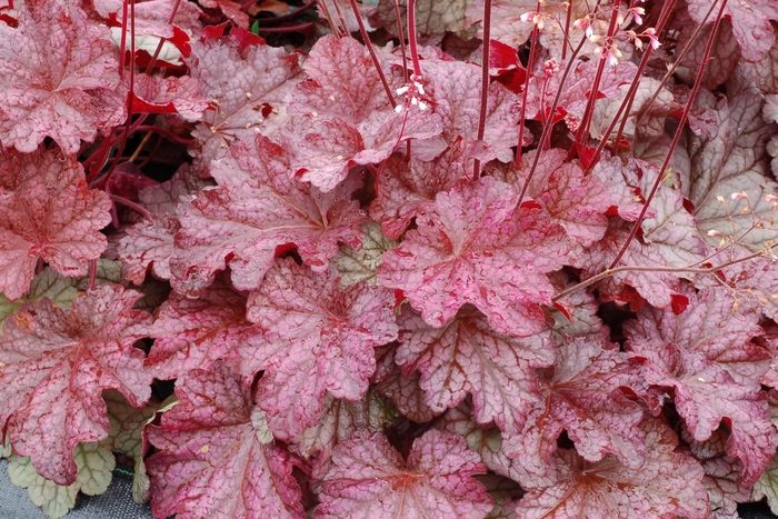 'Berry Smoothie' Coral Bells - Heuchera from Paradise Acres Garden Center