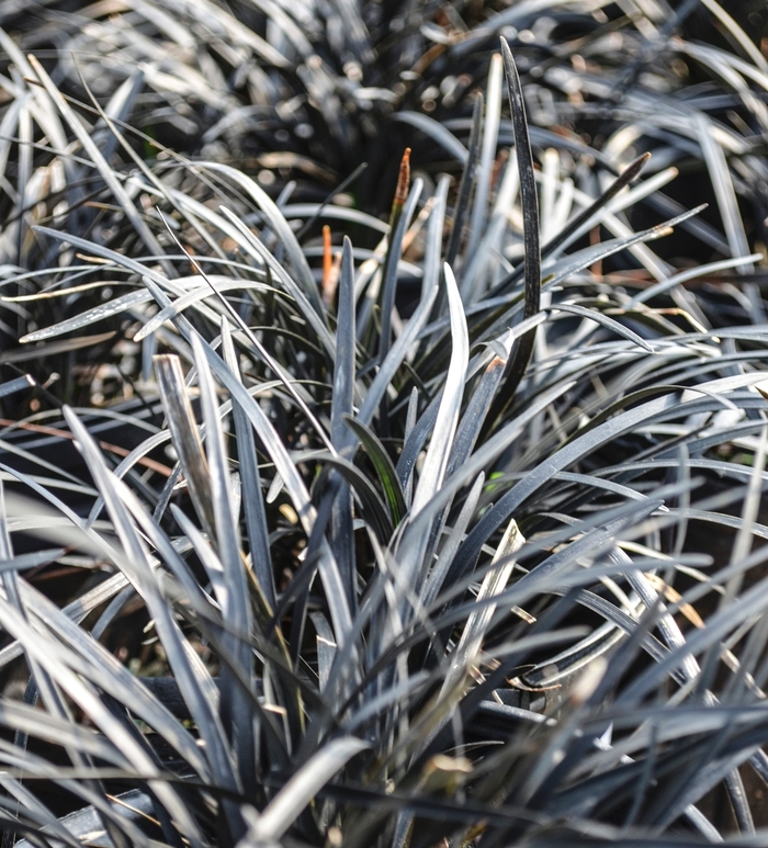 'Nigrescens' Black Mondo Grass - Ophiopogon planiscapus COPY from Paradise Acres Garden Center