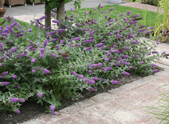 Lo and Behold® 'Blue Chip' - Buddleia (Butterfly Bush) from Paradise Acres Garden Center