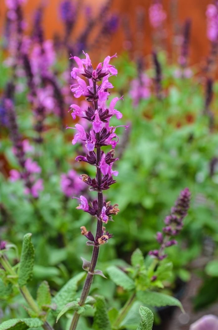 Lyrical&trade; 'Rose' - Salvia nemorosa (Meadow Sage) from Paradise Acres Garden Center