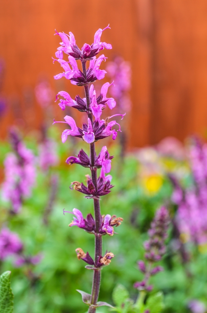 Lyrical™ 'Rose' - Salvia nemorosa (Meadow Sage) from Paradise Acres Garden Center