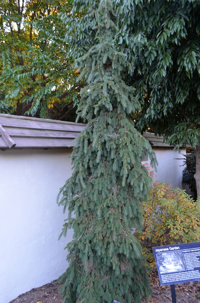 'Pendula' Weeping White Spruce - Picea glauca from Paradise Acres Garden Center