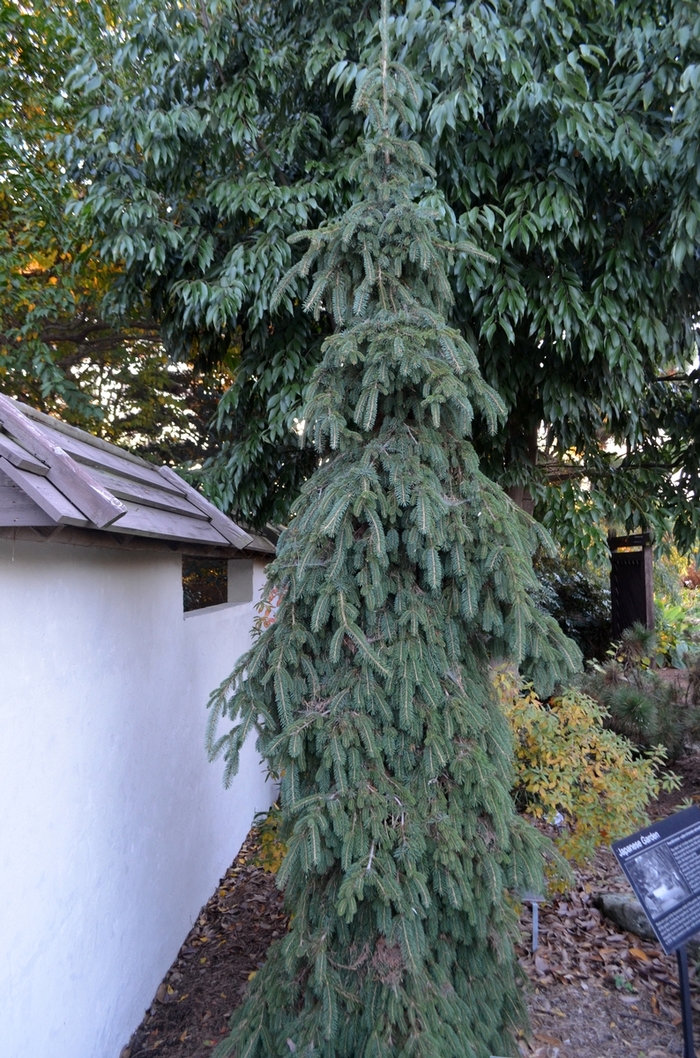 'Pendula' Weeping White Spruce - Picea glauca from Paradise Acres Garden Center