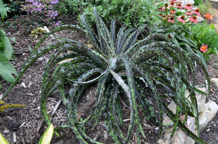 'Chocolate Chips' Agave - Manfreda undulata from Paradise Acres Garden Center