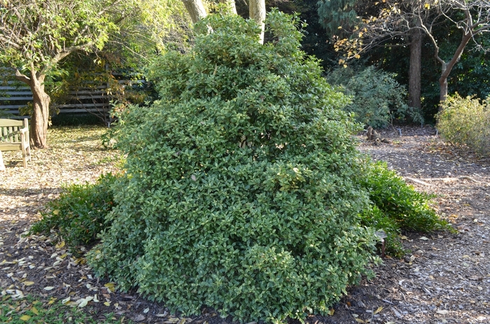 'Goshiki' Gold Dust Holly - Osmanthus heterophyllus from Paradise Acres Garden Center