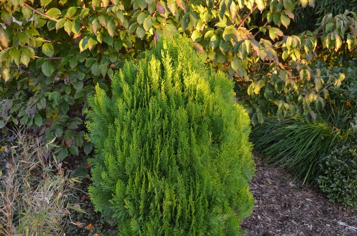 'Morgan' Chinese Arborvitae - Thuja orientalis from Paradise Acres Garden Center