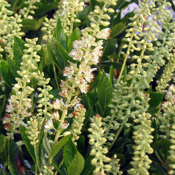 'Sixteen Candles' Summer Sweet - Clethra alnifolia from Paradise Acres Garden Center