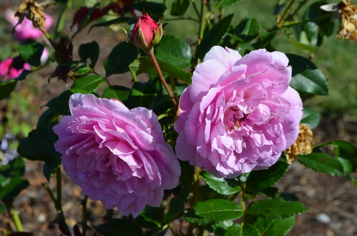 Orchid Romance&trade; Rose - Rosa from Paradise Acres Garden Center