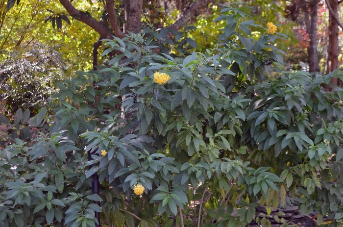 'Orange Peel' Orange Peel Willow-leaf - Cestrum x from Paradise Acres Garden Center