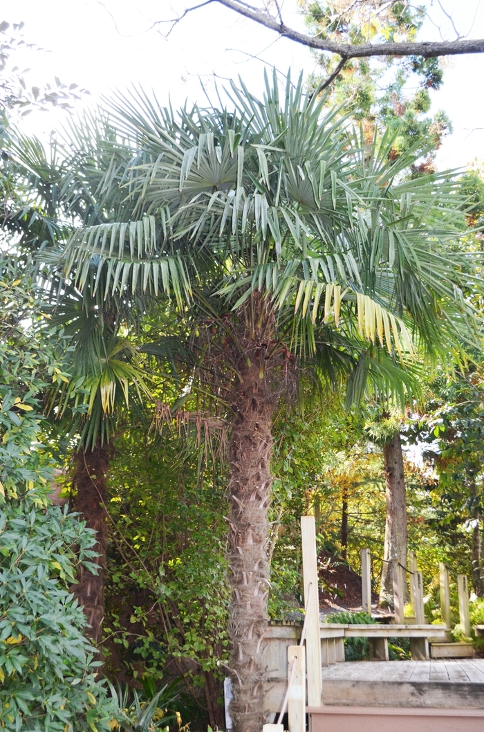 Windmill Palm - Trachycarpus fortunei from Paradise Acres Garden Center