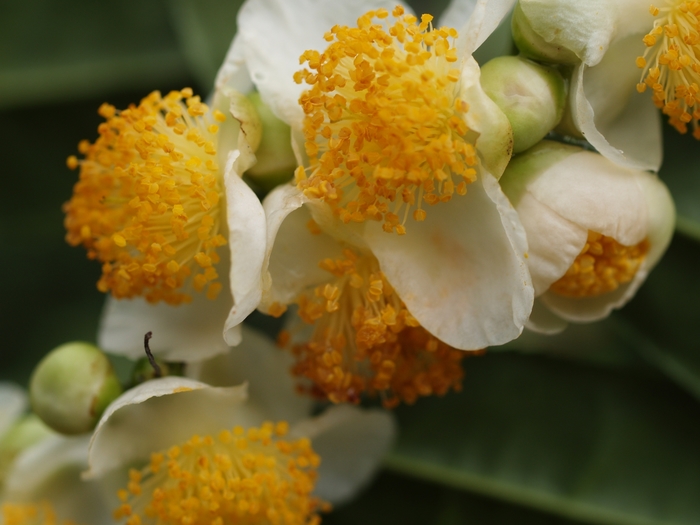 Camellia - Camellia sinensis from Paradise Acres Garden Center