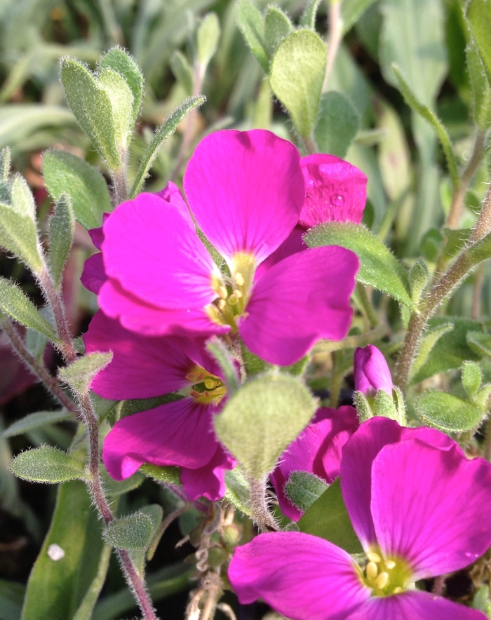 'Cascade Red' Rock Cress - Aubrieta from Paradise Acres Garden Center