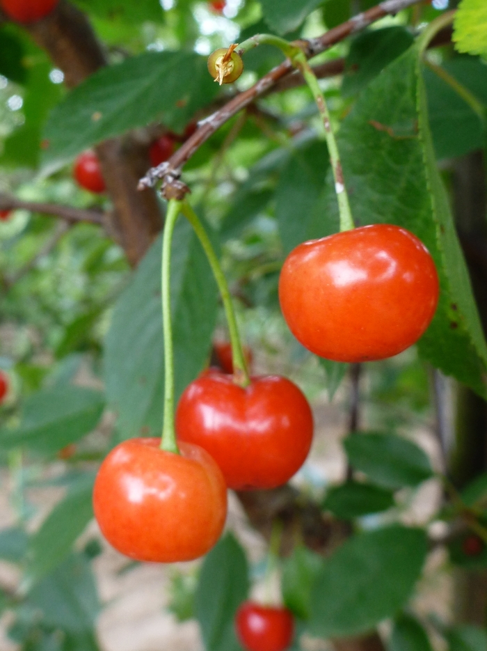 'Montmorency' Montmorency Cherry - Prunus COPY from Paradise Acres Garden Center