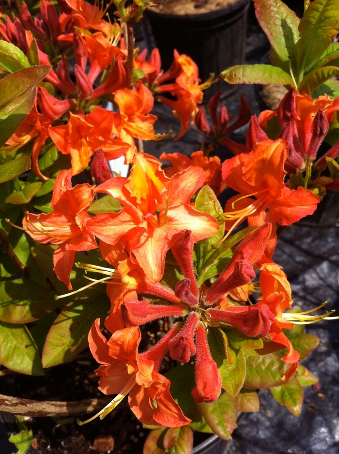 'Mandarin Lights' Azalea - Rhododendron Northern Lights hybrid from Paradise Acres Garden Center