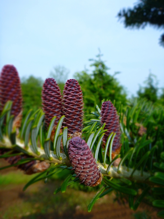 Korean Fir - Abies koreana from Paradise Acres Garden Center