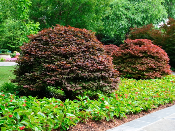 'Rhode Island Red' Japanese Maple - Acer palmatum from Paradise Acres Garden Center