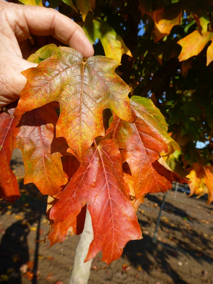 'Fall Fiesta®' Sugar Maple - Acer saccharum from Paradise Acres Garden Center