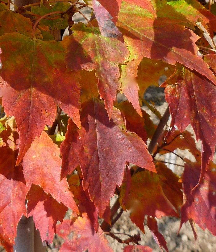 'Red Rocket' Red Maple - Acer rubrum from Paradise Acres Garden Center