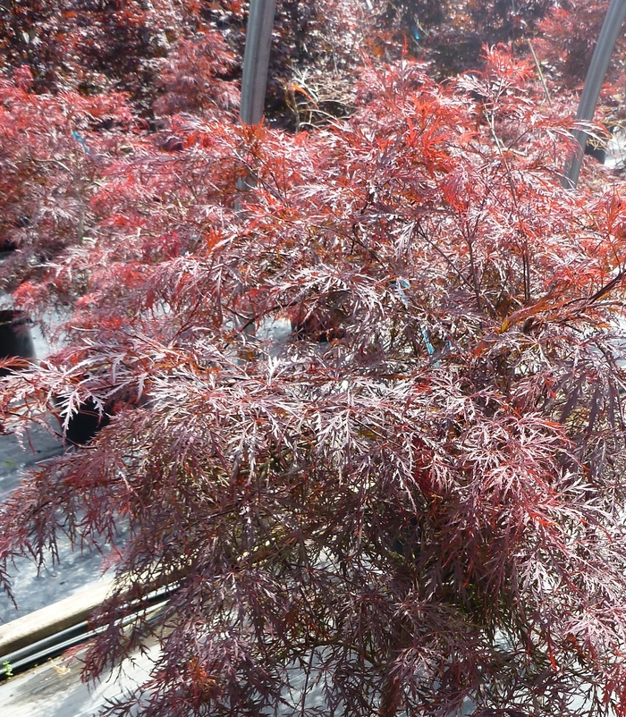 'Garnet' Japanese Maple - Acer palmatum var. dissectum from Paradise Acres Garden Center