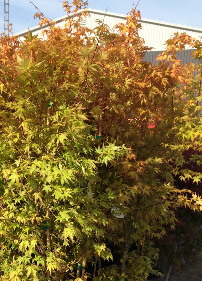 'Katsura' Japanese Maple - Acer palmatum from Paradise Acres Garden Center