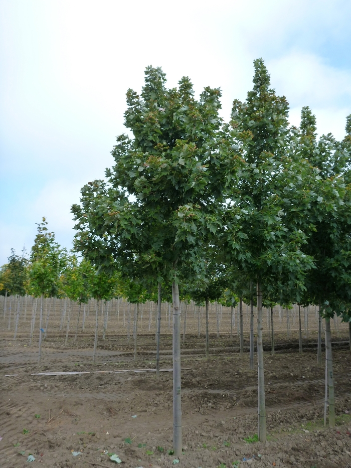 'Celebration®' Freeman Maple - Acer x freemanii from Paradise Acres Garden Center