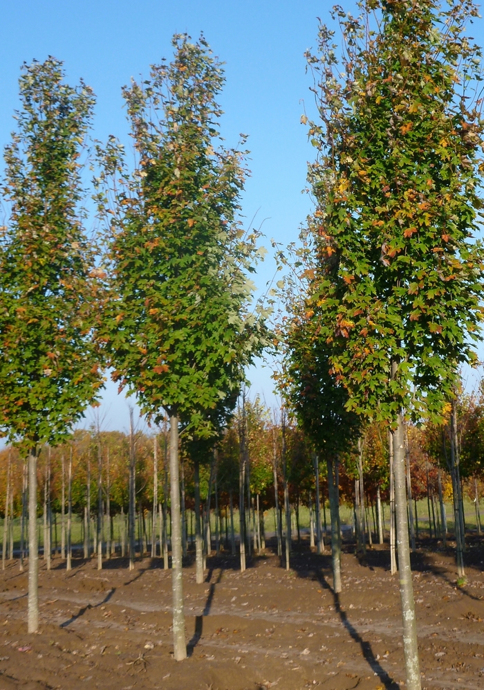 'Armstrong' Freeman Maple - Acer x freemanii from Paradise Acres Garden Center