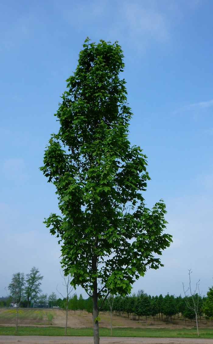 'Armstrong' Freeman Maple - Acer x freemanii COPY from Paradise Acres Garden Center