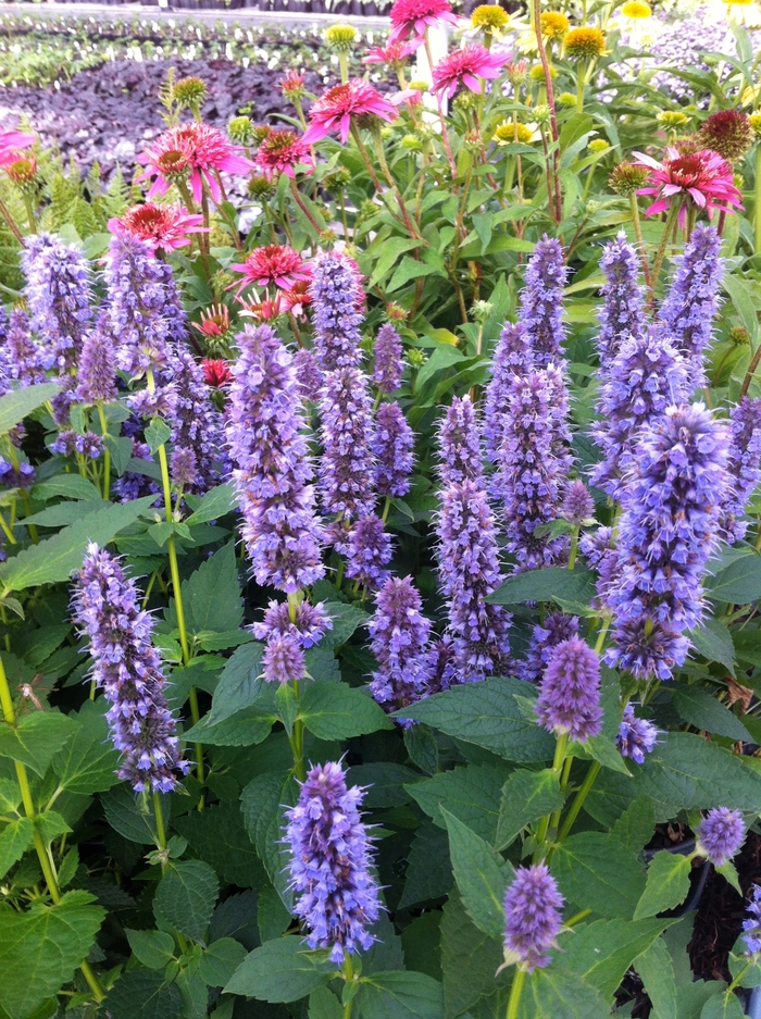 'Blue Fortune' Hummingbird Mint - Agastache from Paradise Acres Garden Center