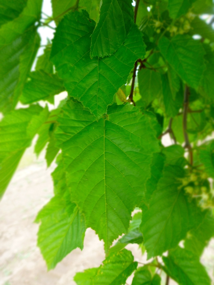 Tatarian Maple - Acer tataricum from Paradise Acres Garden Center