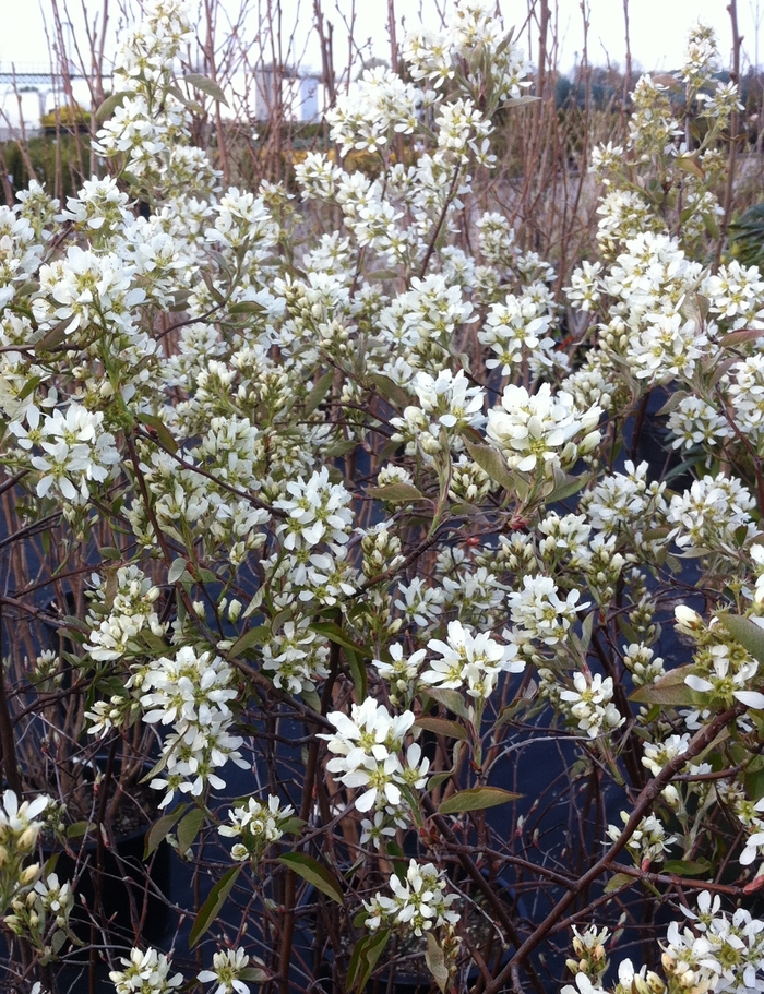 'Regent' Regent Saskatoon Berry - Amelanchier alnifolia from Paradise Acres Garden Center