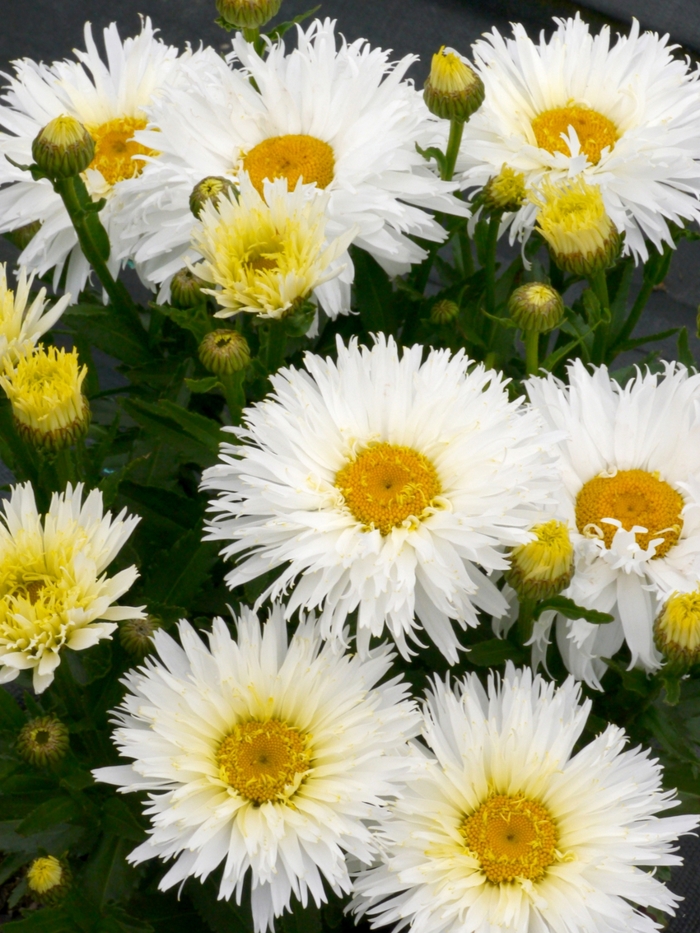 'Belgian Lace' Shasta Daisy - Leucanthemum x superbum from Paradise Acres Garden Center