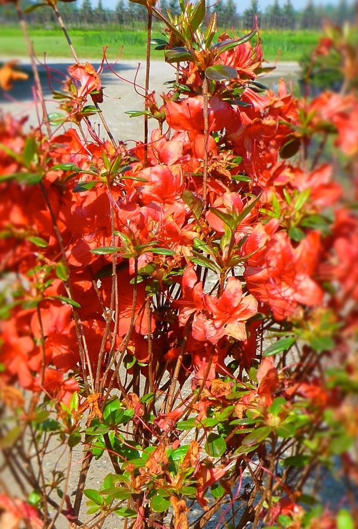 'Stewartstonian' Azalea - Rhododendron Gable hybrid from Paradise Acres Garden Center