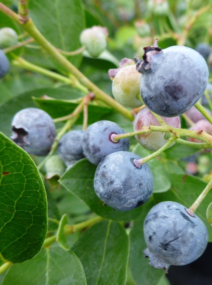 'Bluejay' Blueberry - Vaccinium corymbosum from Paradise Acres Garden Center