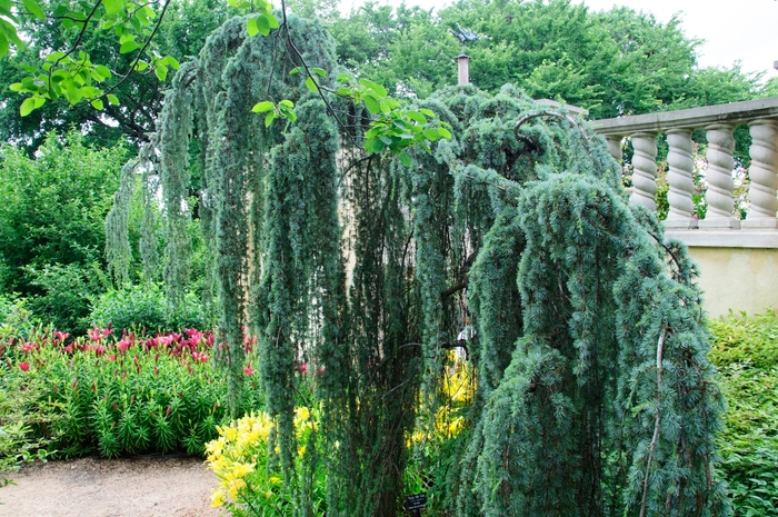'Glauca Pendula' Weeping Blue Atlas Cedar - Cedrus atlantica from Paradise Acres Garden Center