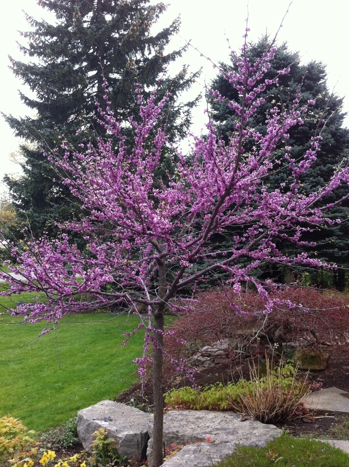 Eastern Redbud - Cercis canadensis from Paradise Acres Garden Center