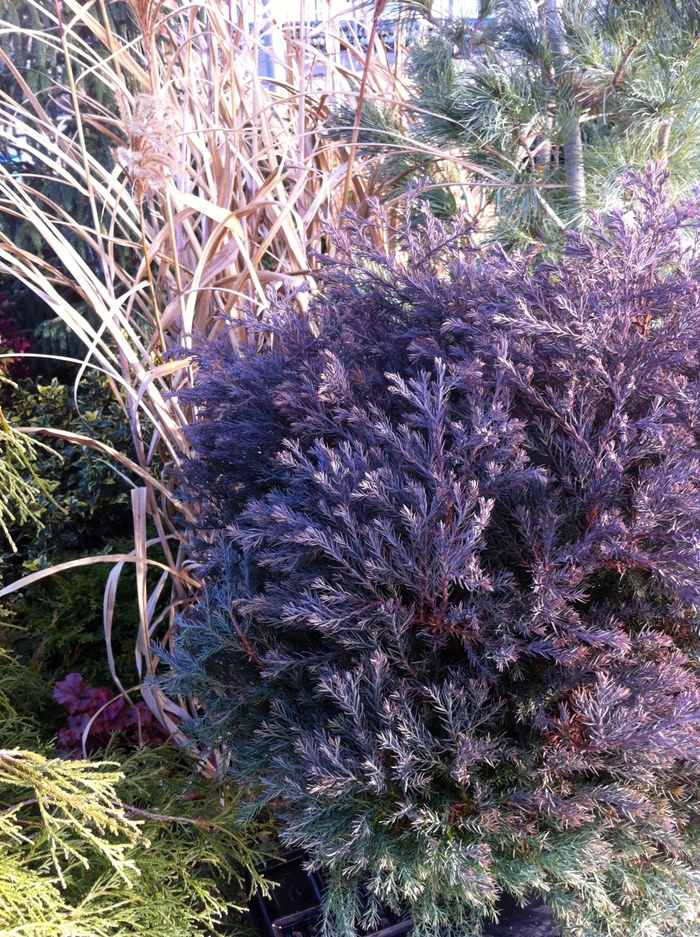 'Heatherbun' White Cedar Falsecypress - Chamaecyparis thyoides from Paradise Acres Garden Center