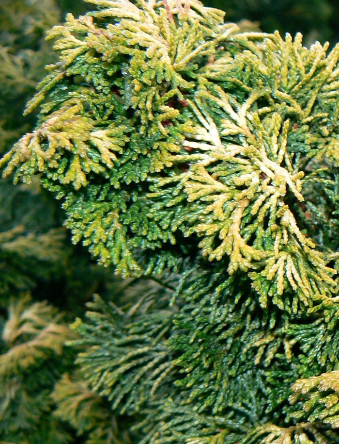 'Verdoni' Hinoki Falsecypress - Chamaecyparis obtusa from Paradise Acres Garden Center