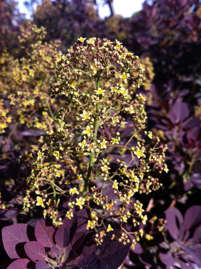 'Royal Purple' Smokebush - Cotinus coggygria from Paradise Acres Garden Center