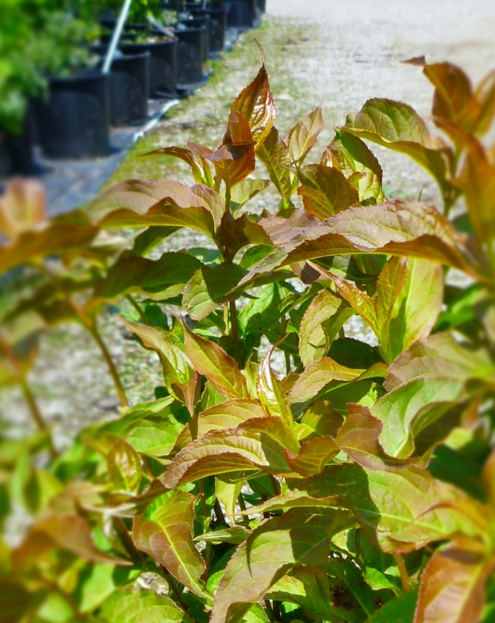 Dwarf Bush Honeysuckle - Diervilla lonicera from Paradise Acres Garden Center