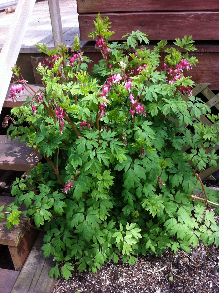 Bleeding Heart - Dicentra spectabilis from Paradise Acres Garden Center