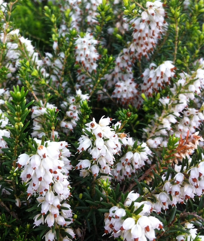 'Springwood White' Heather - Erica carnea from Paradise Acres Garden Center