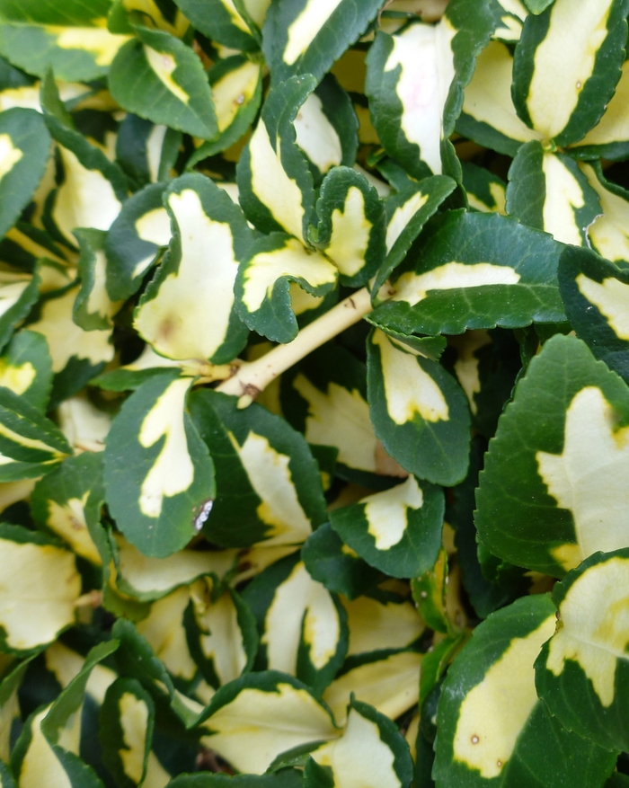 'Moonshadow' Wintercreeper - Euonymus fortunei from Paradise Acres Garden Center