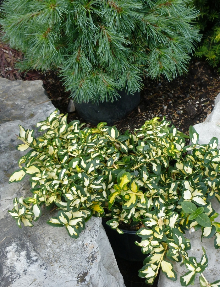 'Moonshadow' Wintercreeper - Euonymus fortunei from Paradise Acres Garden Center