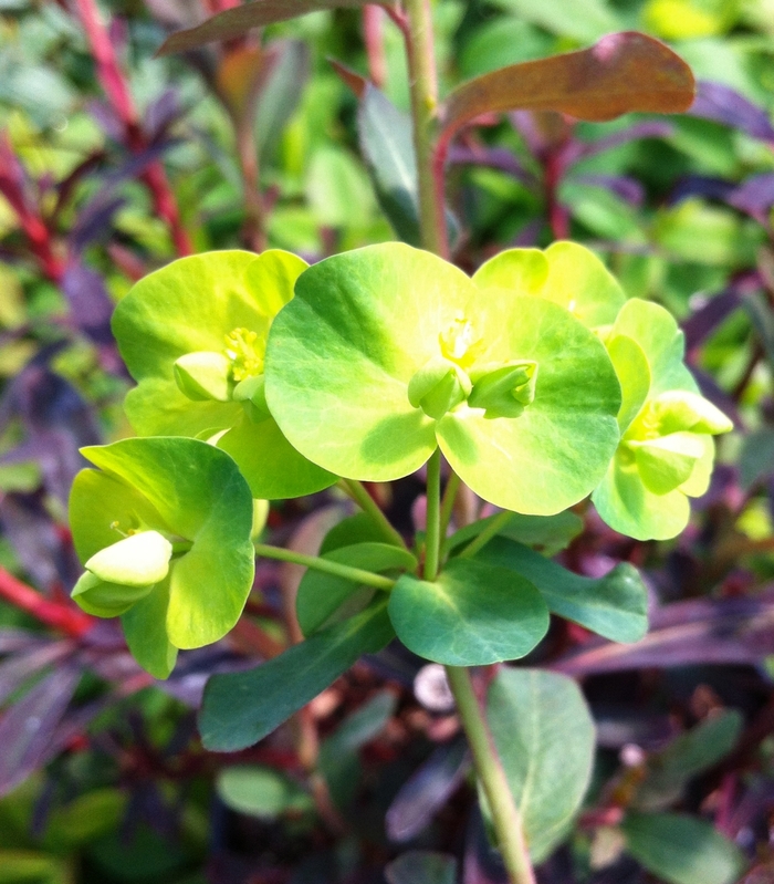 'Purpurea' Wood Spurge - Euphorbia amygdaloides from Paradise Acres Garden Center