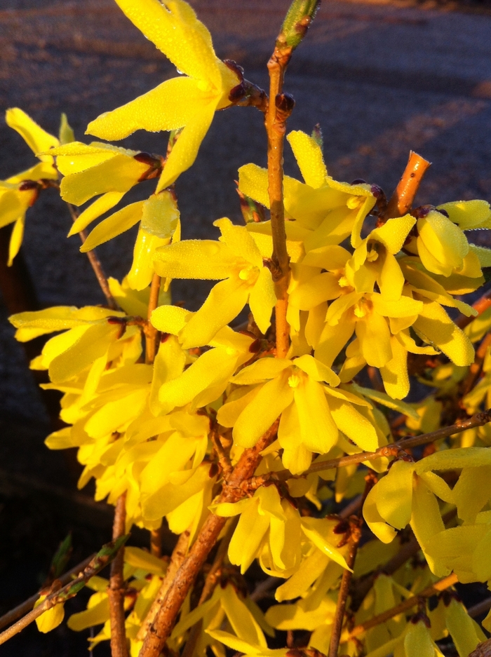'Northern Gold' - Forsythia ovata from Paradise Acres Garden Center